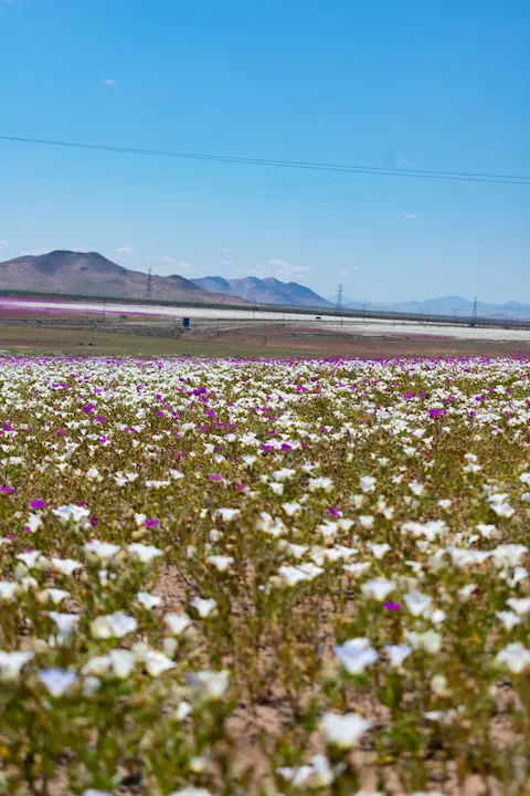 Mountains covered with flowers.
