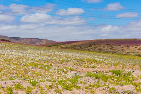 Colorful mountains covered by flowers