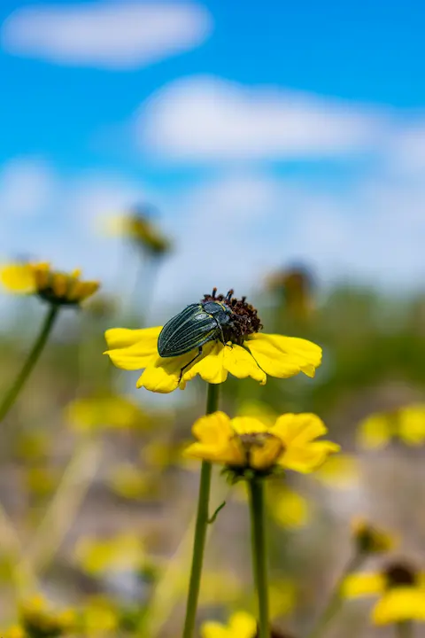 Small bug feeding from a flower.