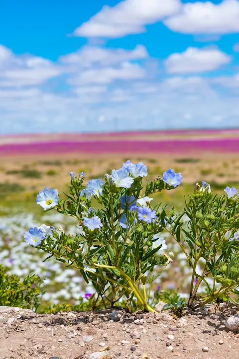 Close up view of flowers that will be possible to see.