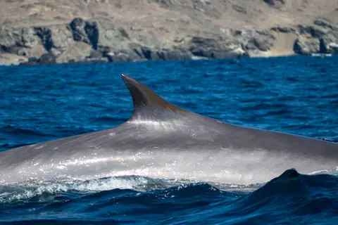 Dorsal fin