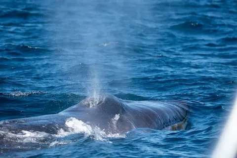 Blowhole with water droplets